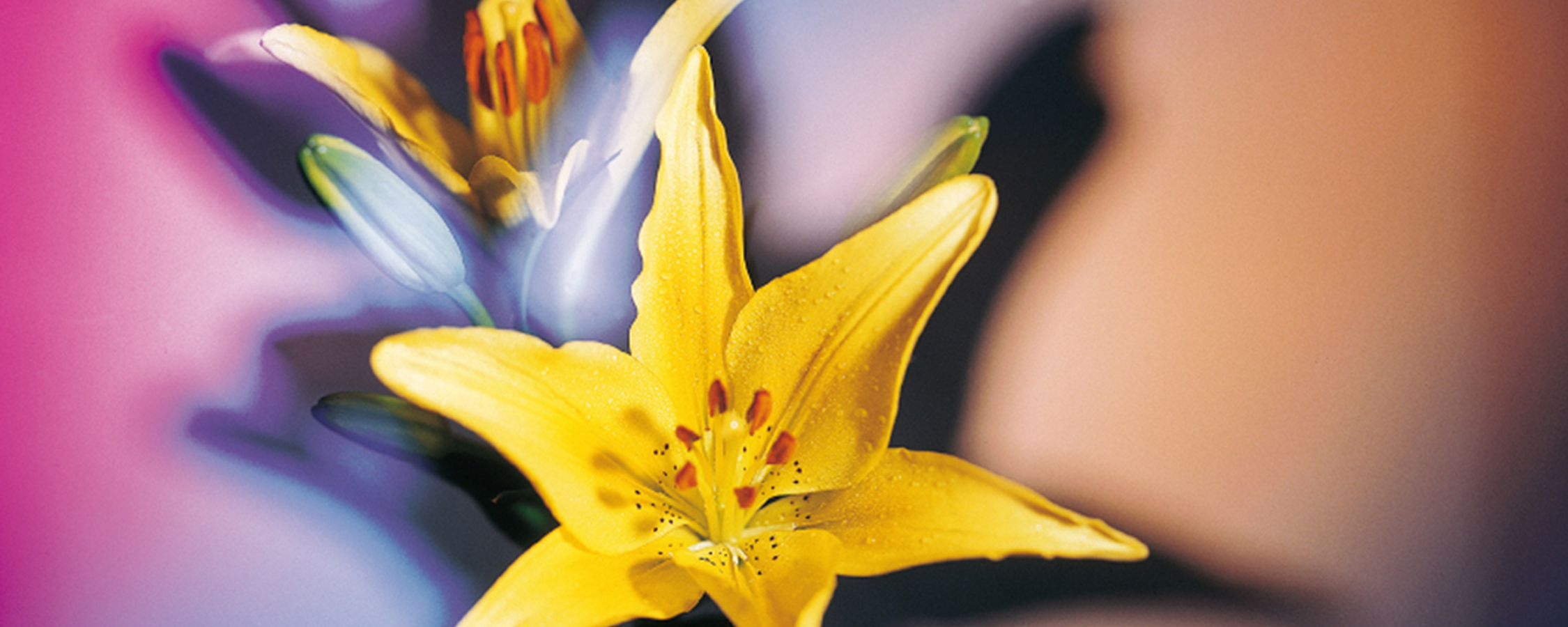 yellow_flour